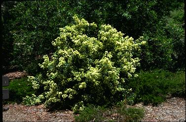 Backhousia myrtifolia 1