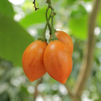 Cyphomandra betaceae 6 Fruit
