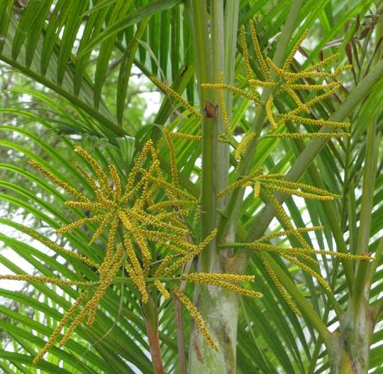Dypsis lutescens 4 Flowers