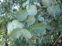 Eucalyptus neglecta 2 Foliage