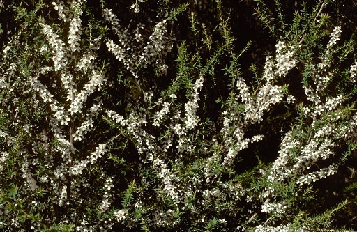 Leptospermum juniperinum 1