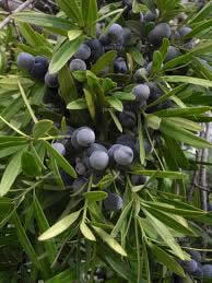Podocarpus elatus 2 Fruit