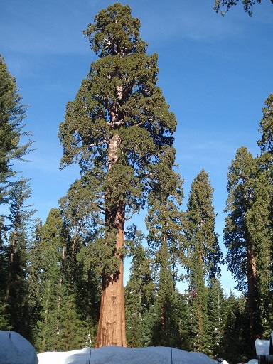 Sequoiadendron giganteum 1